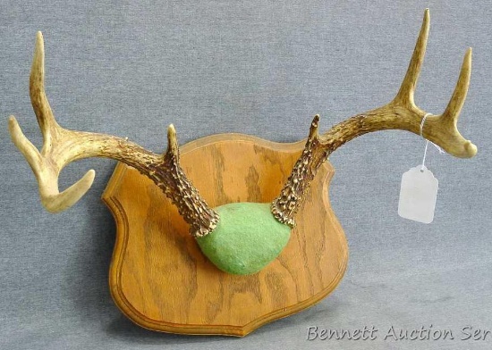 White tail 8 point mounted antlers, 15-1/2" inside spread. Skull cover is faded.