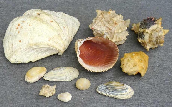 Small box of assorted sea shells; largest measures 6" x 5" x 2".