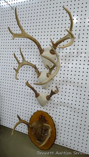 Four Whitetail antler mounts. Largest is 15" x 15".
