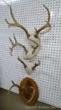 Four Whitetail antler mounts. Largest is 15
