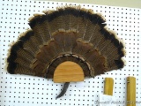 Mounted turkey tail and beard, approx. 25