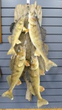 No shipping. 4 Walleye fish mounted on a piece of driftwood, longest fish is 19