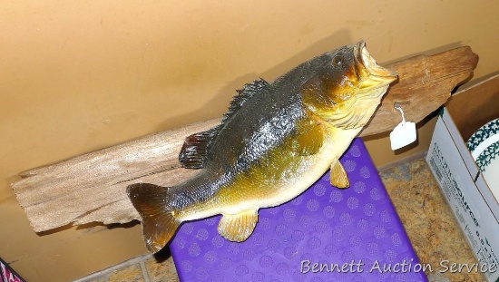 Nice fish is mounted on driftwood was caught by Tim Bauer on Deer Lake. Fish is approx 16",