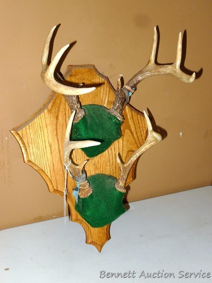 Double antler mount, 6 and 8 point racks. Plaque is approx 14"x 17"