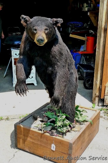 Nice full body black bear mount is about 4' tall. Nicely done mount is in good condition.