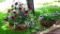 Two hanging baskets with flowers for summer. Both are about 14