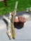 Six assorted wooden mushrooms vary in height from approx. 12
