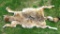 Tanned coyote hide is approx. 4-1/2' long. Still has claws and face, can be mounted.