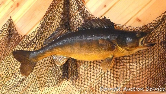 31" walleye mount in good condition with slight fin damage.