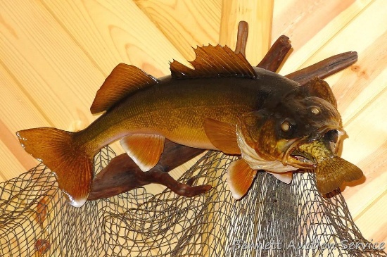 Mount of walleye eating a crappie is 27" overall and in good condition. Comes mounted on driftwood.