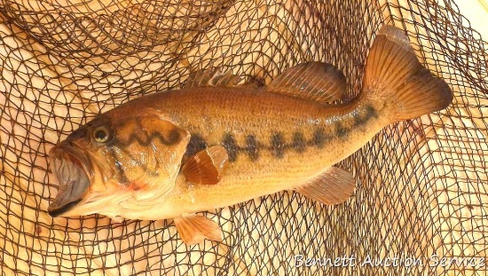 Large mouth bass mount is 20" and in good condition with some fin damage.