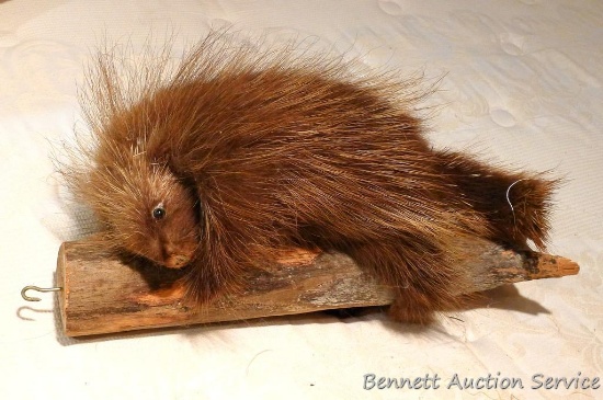 Porcupine mount is about 19" long overall.