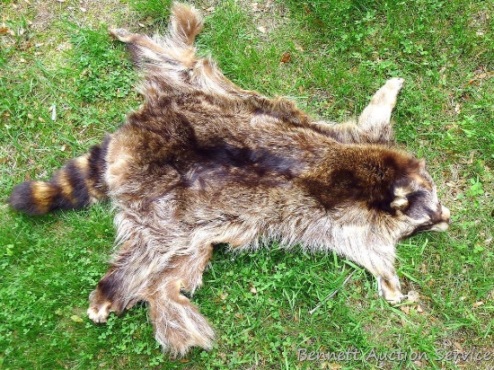 Tanned racoon hide with paws and face intact measures 3' long.