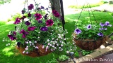 Two hanging baskets with flowers for summer. Both are about 14
