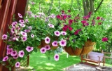 Two hanging baskets with flowers for summer. Both are about 14