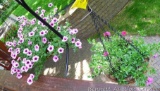 Two hanging baskets with flowers for summer. One basket is 14