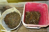 Two partial pales of nails. Longest is 3