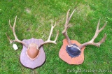 Pair of mounted mule deer horns, widest is 15