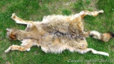 Tanned coyote hide is approx. 4-1/2' long. Still has claws and face, can be mounted.