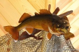 Mount of walleye eating a crappie is 27