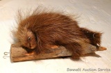 Porcupine mount is about 19