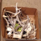 Assortment of white tail deer antlers. Box is 12