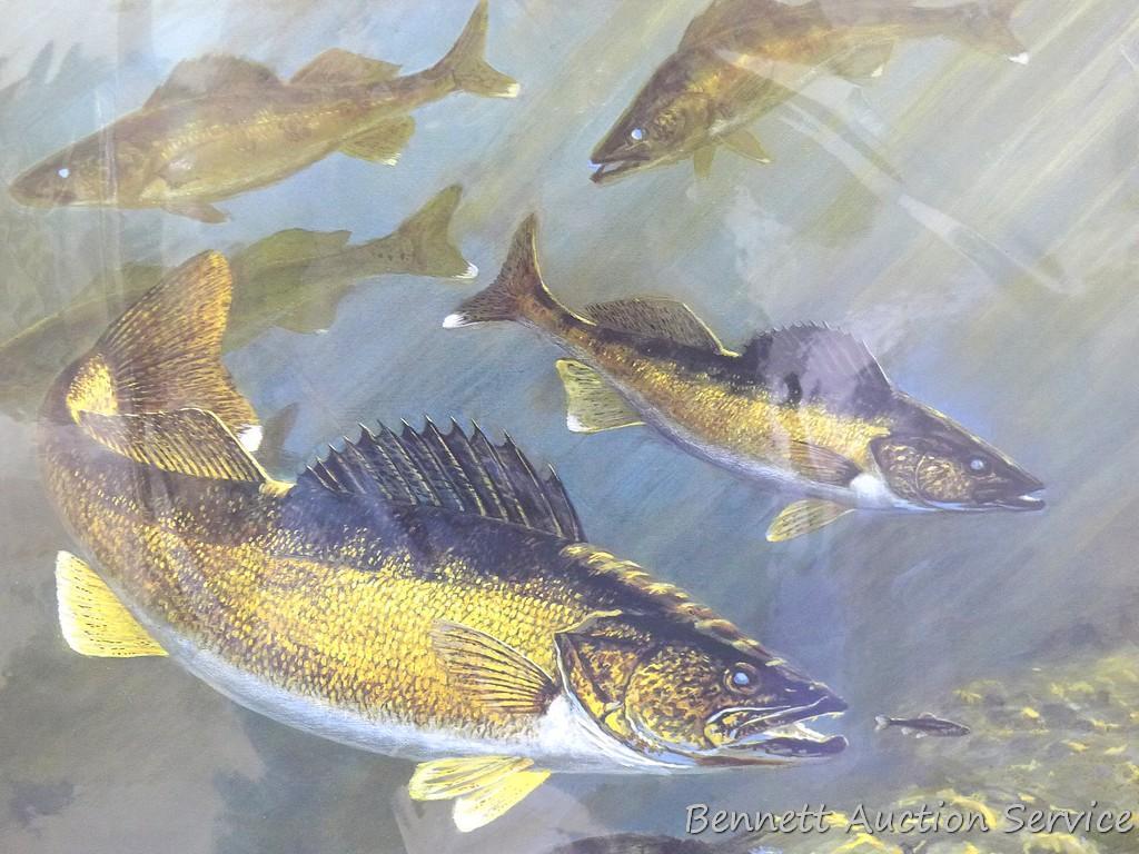 Fishing, Walleye Print - School of Walleyes by Virgil A. Beck