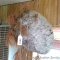 Large wasp nest was made around a white pine branch. Nest measures approx 15