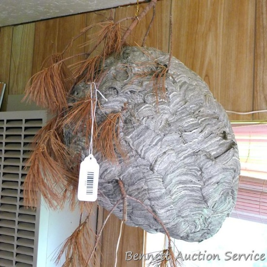 Large wasp nest was made around a white pine branch. Nest measures approx 15"x 11" and is in good