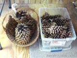 Nice collection of large pinecones, up to 10