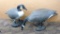 One Feeding and one on-alert Canada goose decoys, bodies measure 36