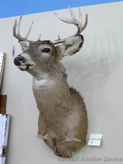 Nice whitetail buck mount is a 10 pointer and measures about 15" across inside of rack. Hole noted