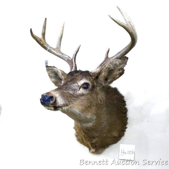 Whitetail deer mount, has an 8 point rack with a 16" inside spread. Older mount, area around nose
