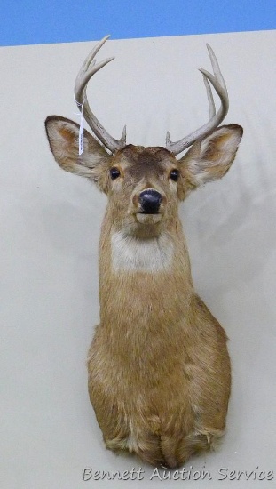 Older whitetail deer mount, 8 point rack has a 10" inside spread. Looks to be in decent condition.