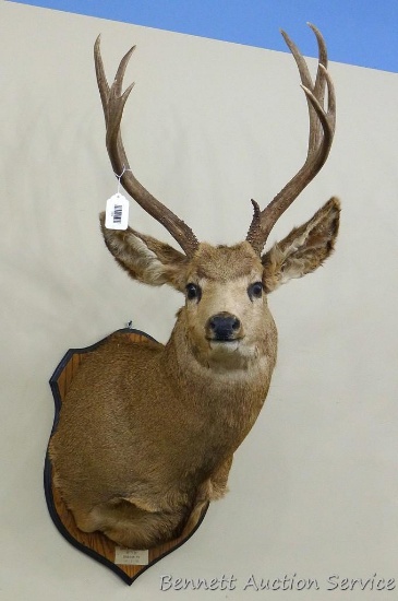 Wyoming mule deer has a 5 x 5 rack with a 13" inside spread. Older mount looks to be in decent