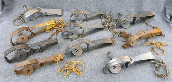 10 Victor traps including sizes 0 and 1, are 8"long and appear in nice shape.