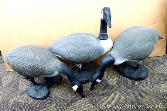 3 Full bodied Canada goose decoys, 2 are feeding and one on alert. Bodies measure 36" x 12" x 19"