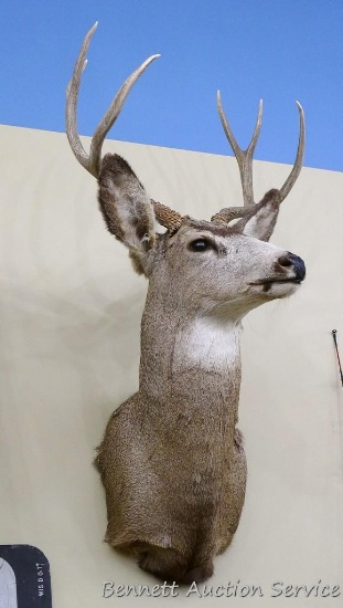 Mule deer mount has a 3 x 3 rack. Rack has about a 17-1/2" inside spread. Mount looks to be in nice