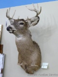 Nice whitetail buck mount is a 10 pointer and measures about 15
