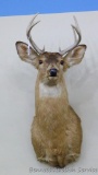 Older whitetail deer mount, 8 point rack has a 10