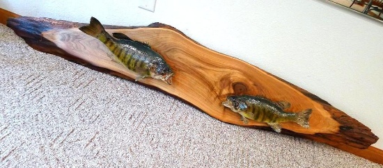 Two fish mounted on natural edge board. Mounting board is approx. 6', fish are 17" and 15".