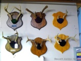 Six whitetail deer antler mounts on nice hardwood plaques. Largest is nearly 15