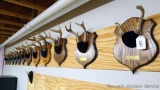 Fourteen whitetail deer antlers mounted on hardwood plaques. Largest is approx. 9