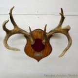 Nice mounted whitetail deer antlers measure 15