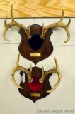 Two pairs of whitetail deer antlers are mounted on hardwood plaques. 11