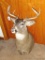 9 point whitetail deer mount is over 19