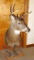 8 point whitetail deer mount is nearly 16