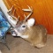 10 point whitetail deer mount is 14