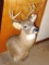 10 point whitetail deer mount is 14