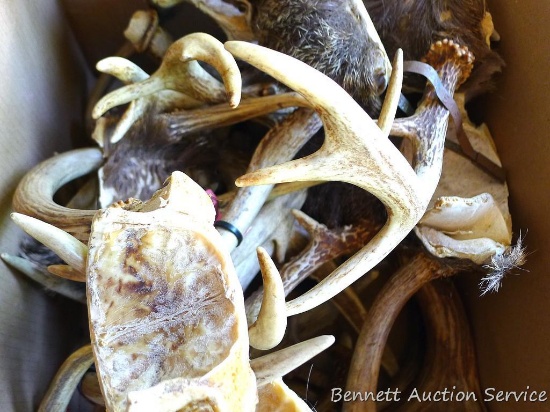 Box filled with antlers. Great for projects or wall hangers.